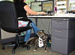 Dog in the Workplace