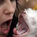 Human and dog yawning