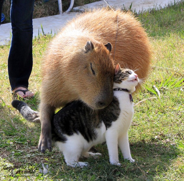 CAPYBARAS are on Animal Radio