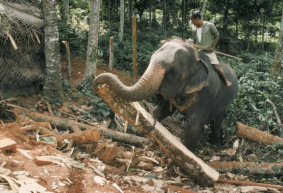 Timber Elephant