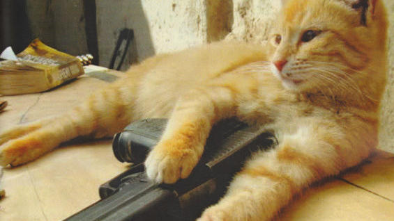 Gun Safety for Cats