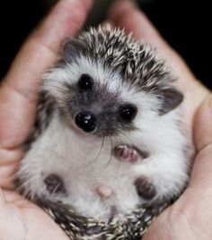 Hedgehog