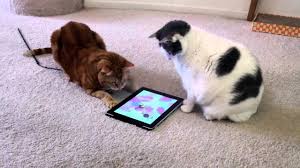 Cats Playing with iPad