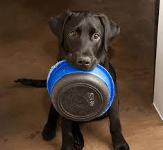 Lab with bowl