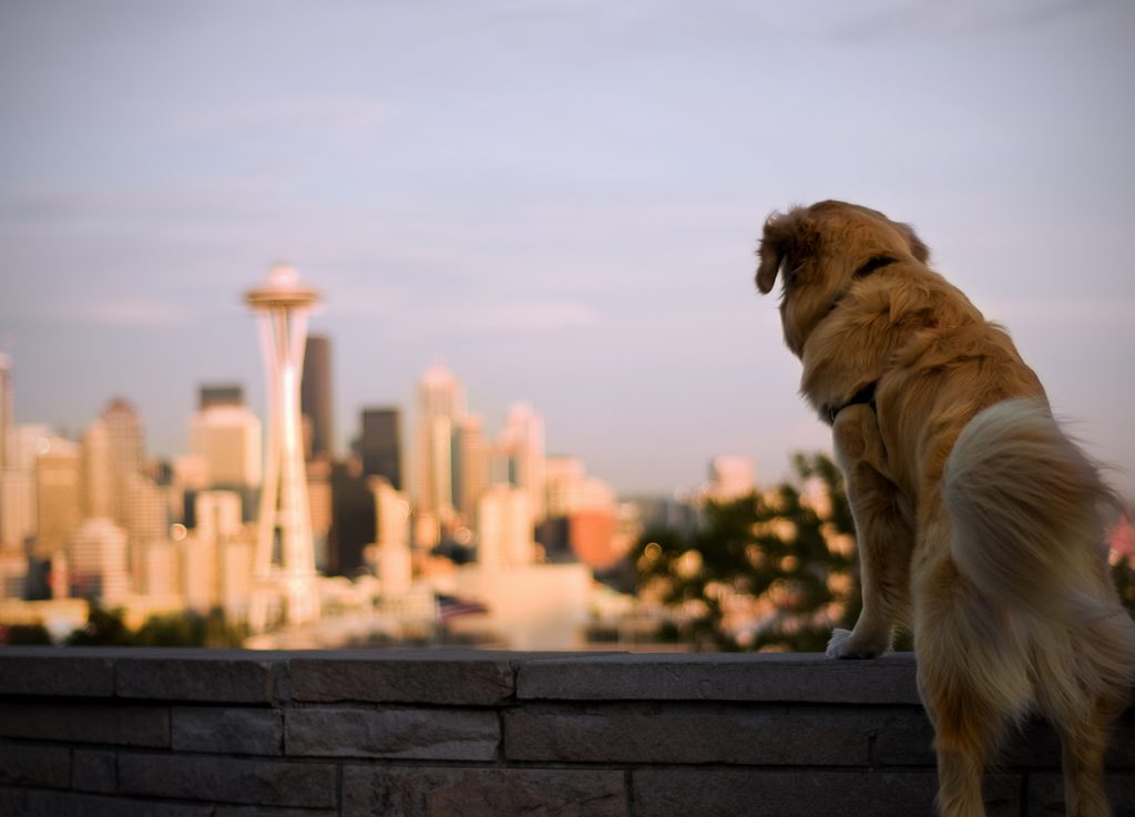 Pet Friendliest Cities