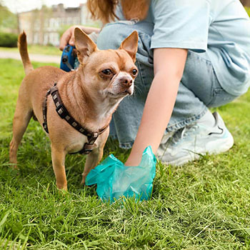 Picking Up Dog Poop