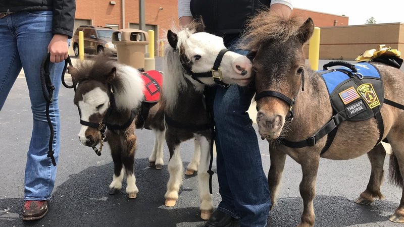 Airport Therapy Horses