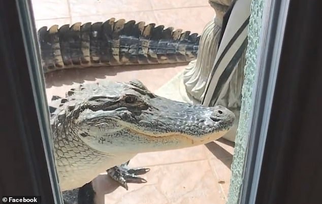 Alligator Trying to Get In House