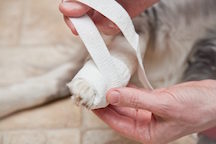 Bandaging a Dog