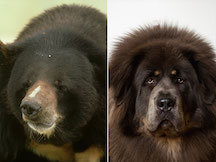 Asiatic Black Bear and Tibetan Mastiff Dog