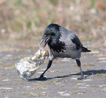 Bird Picking Up Trash