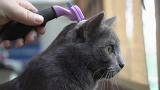 Brushing Cat
