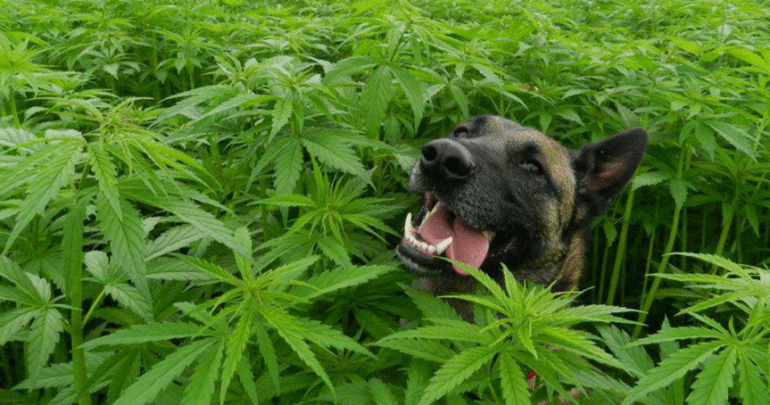 CBD for Pets