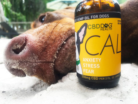 Dog with CBD Dog Health Oil