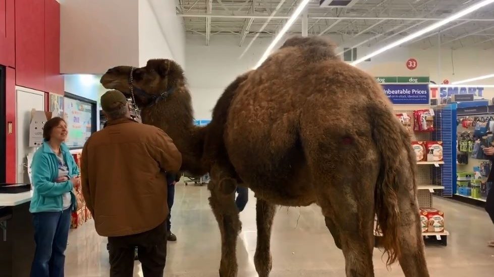 Camel in PetSmart