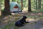 Camping Dog