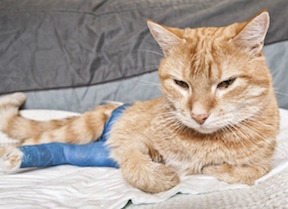 Cat with Broken Leg