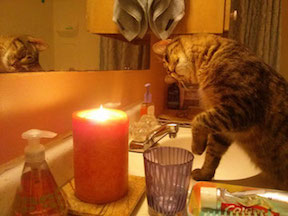 Cat Playing With Candle