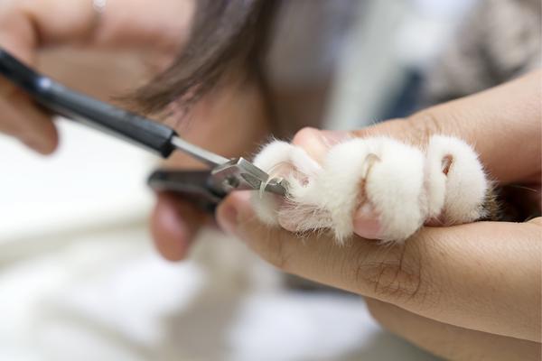 Cat Nail Trim