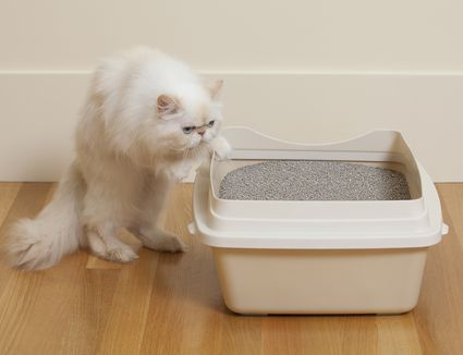 Cat Next to Litter Box