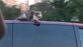 Cat on Van Roof on Highway