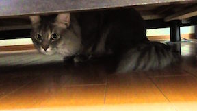 Cat Hiding Under Bed