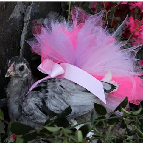 Chicken Wearing a TuTu