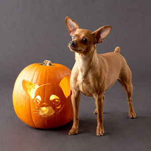 Download the Chihuahua Pumpkin Stencil