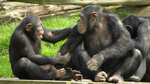 Chimps