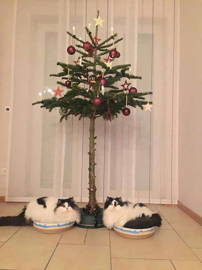 Christmas Tree For Cats
