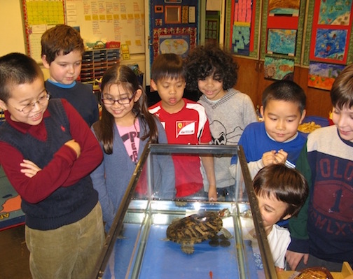 Classroom Pet