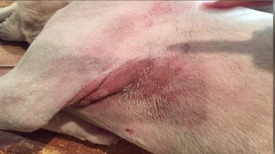 Dog with Clipper Burn