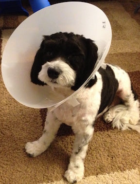 Dog Wearing Cone of Shame