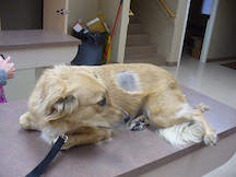 Purposely Cut Dog Purposely Cut Dog