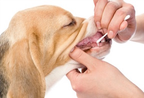 DNA Cheek Swab Test on Dog