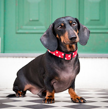 Dachshund