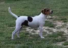 Danish Swedish Farmdog