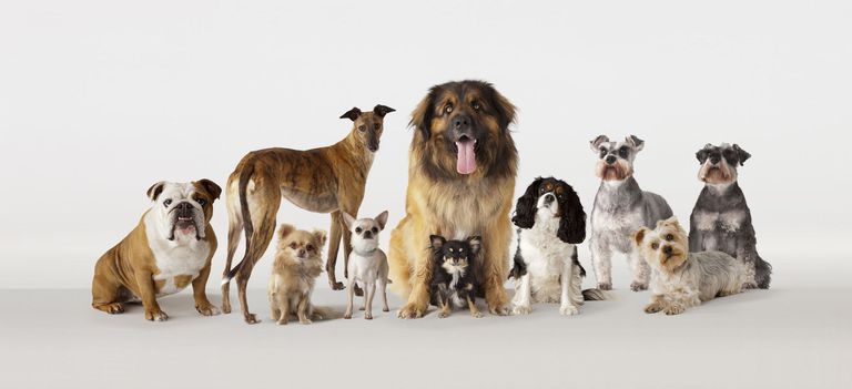 Variety of Dog Breeds