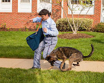 Dog Attacks Mail Carrier