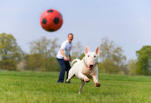 Playing Ball with Dog