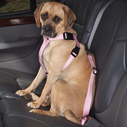 Dog in Car Harness