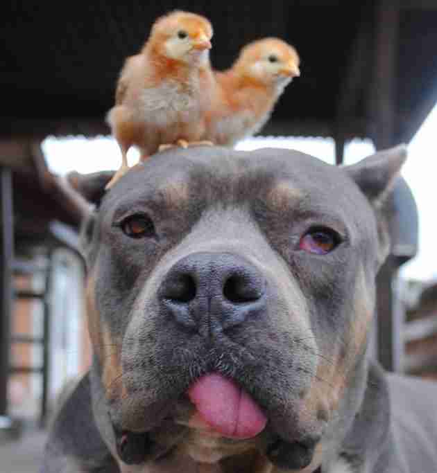 Chick Magnet Dog