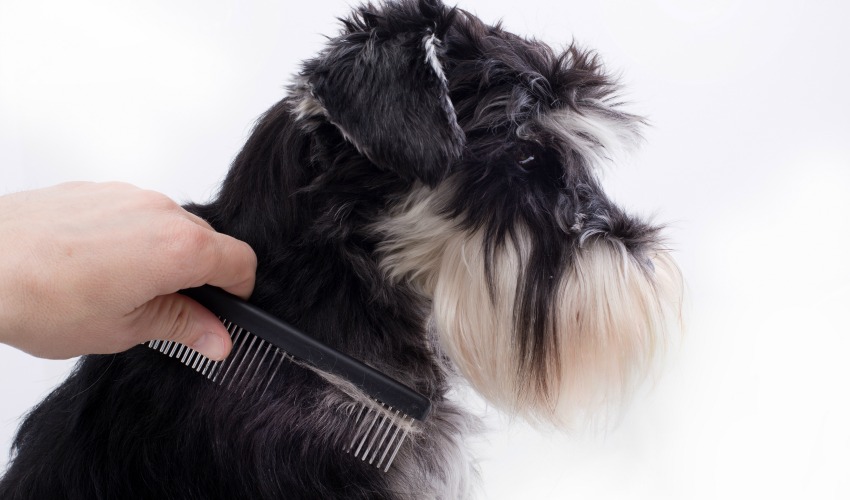 Dog Being Combed