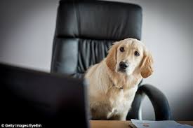 Dog Staring At Computer