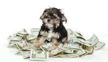 Dog on Pile of Money