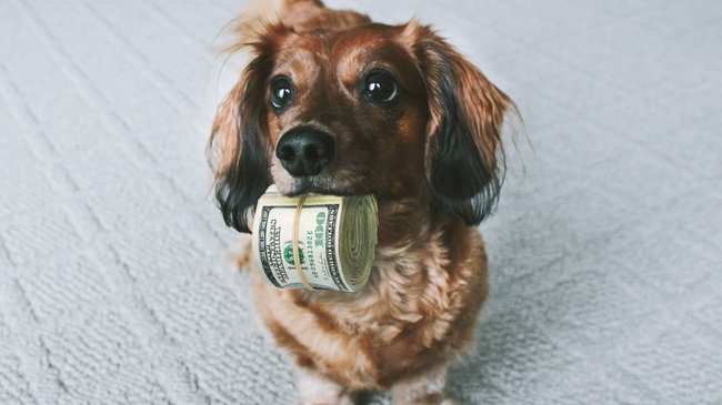 Dog with Money in Mouth