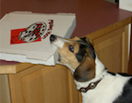 Dog Grabbing Pizza Box