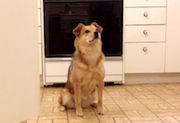 Dog Sitting In Kitchen