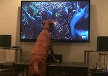 Dog Staring at TV