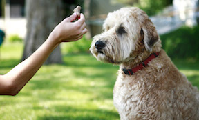 Rewarding Dog with Treat